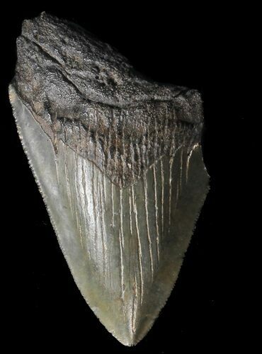 Partial, Megalodon Tooth - Georgia #56733